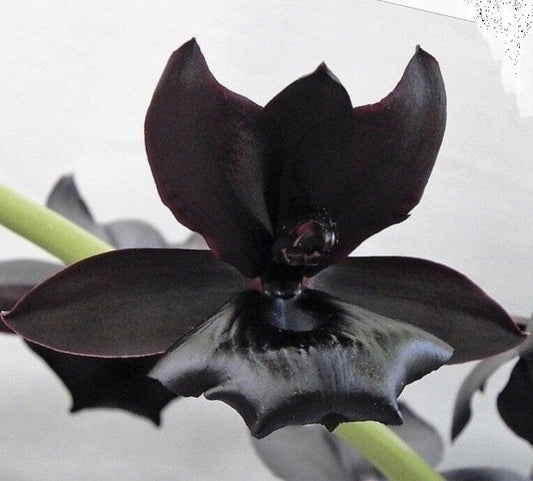 Catasetinae Alliance: Monnierara Millennium Magic 'Witchcraft' FCC/AOS - a Black Orchid! Catasetum La Foresta Orchids