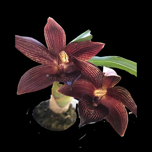 Catasetinae Alliance: Mormodes Exotic Treat AM/AOS x Cycnodes warscewiczii 'Eleven Swans' Mormodes La Foresta Orchids 
