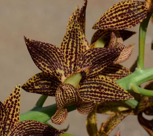 Catasetinae Alliance: Mormodes Exotic Treat AM/AOS x Cycnodes warscewiczii 'Eleven Swans' Mormodes La Foresta Orchids