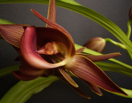 Catasetinae Alliance: Mormodes rolfeana Mormodes La Foresta Orchids