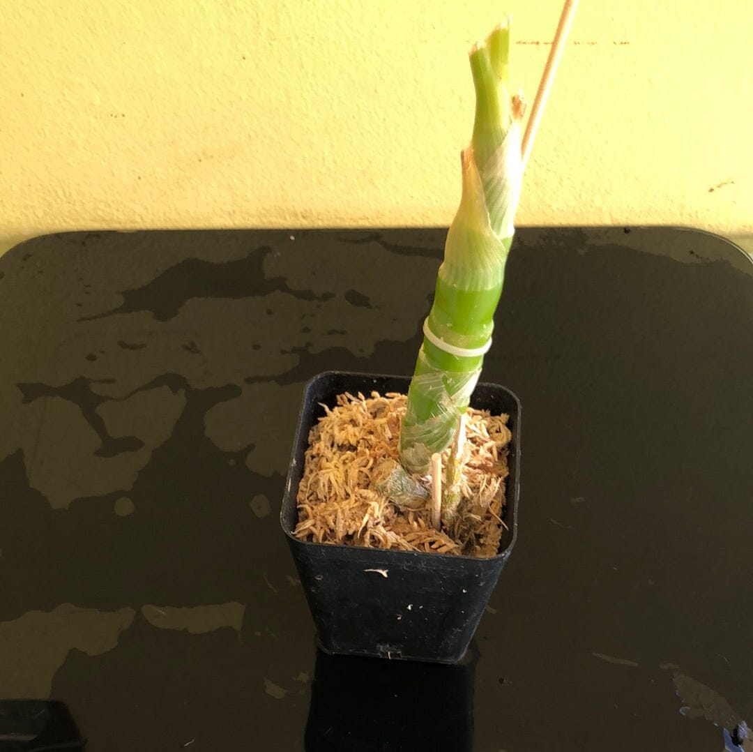 Catasetinae Alliance: Mormodes rosea Mormodes La Foresta Orchids