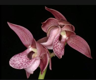 Catasetinae Alliance: Mormodes rosea Mormodes La Foresta Orchids
