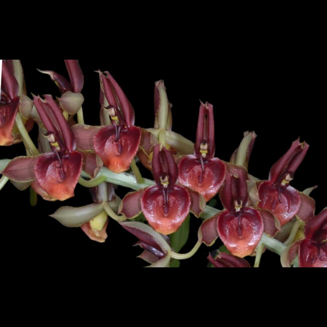Catasetum spitzii var. Red Catasetum La Foresta Orchids 