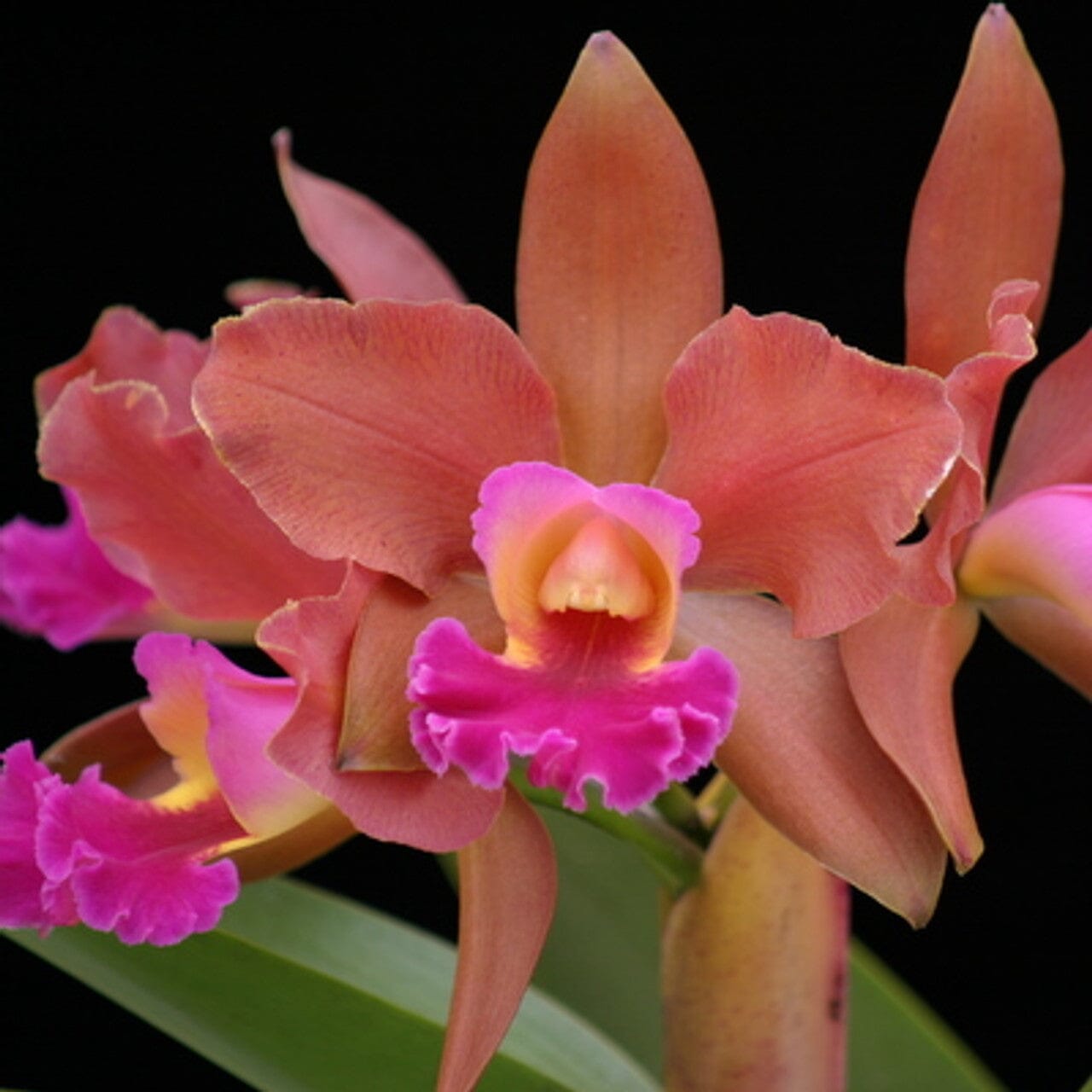 Cattleya Alliance - Blc. Akiko Sato 'Volcano Queen' Cattleya La Foresta Orchids