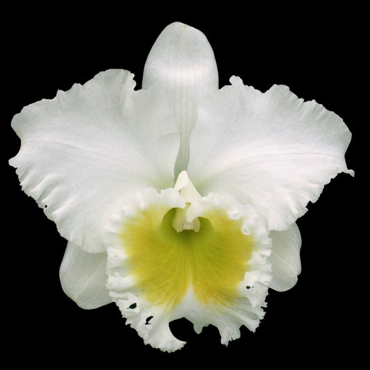 Cattleya Alliance - Blc. Burdekin Wonder 'Lake Land' AM/AOS Cattleya La Foresta Orchids