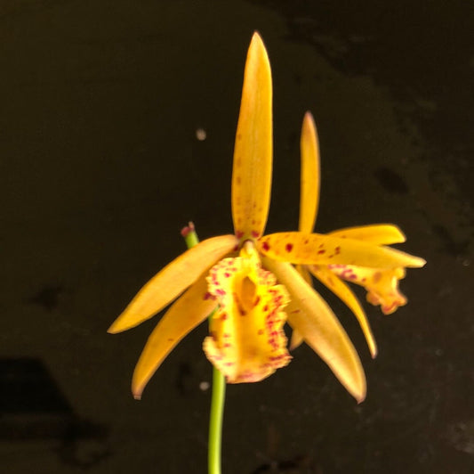 Cattleya Alliance: Blc. Copper Queen Cattleya La Foresta Orchids