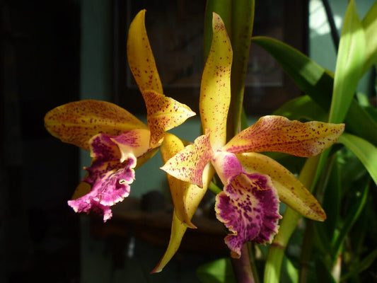 Cattleya Alliance - Blc. Hawaiian Leopard ‘Mei-Ling’ AM/AOS Cattleya La Foresta Orchids