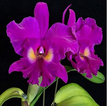 Cattleya Alliance - Blc. King of Taiwan 'Golden' Cattleya La Foresta Orchids 