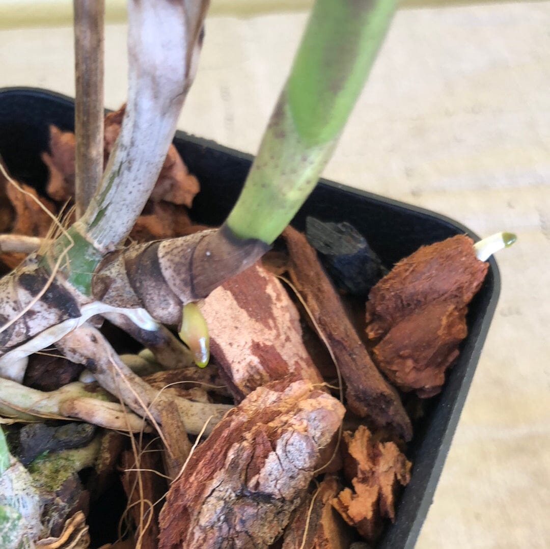 Cattleya Alliance - Blc. Rep. Clift Tsuji ‘Hawaii’ Cattleya La Foresta Orchids