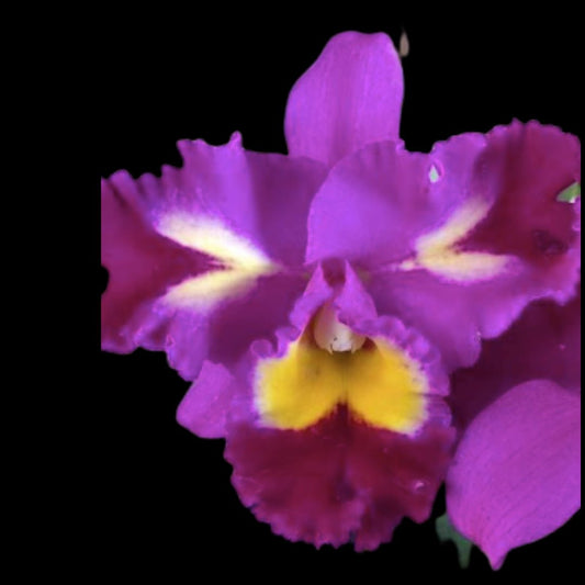 Cattleya Alliance - Blc. Rep. Clift Tsuji ‘Hawaii’ Cattleya La Foresta Orchids