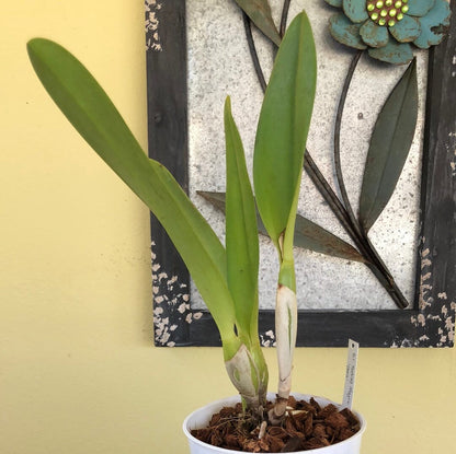 Cattleya Alliance - Blc. Toshi’s Magic ‘Doris’ Cattleya La Foresta Orchids 