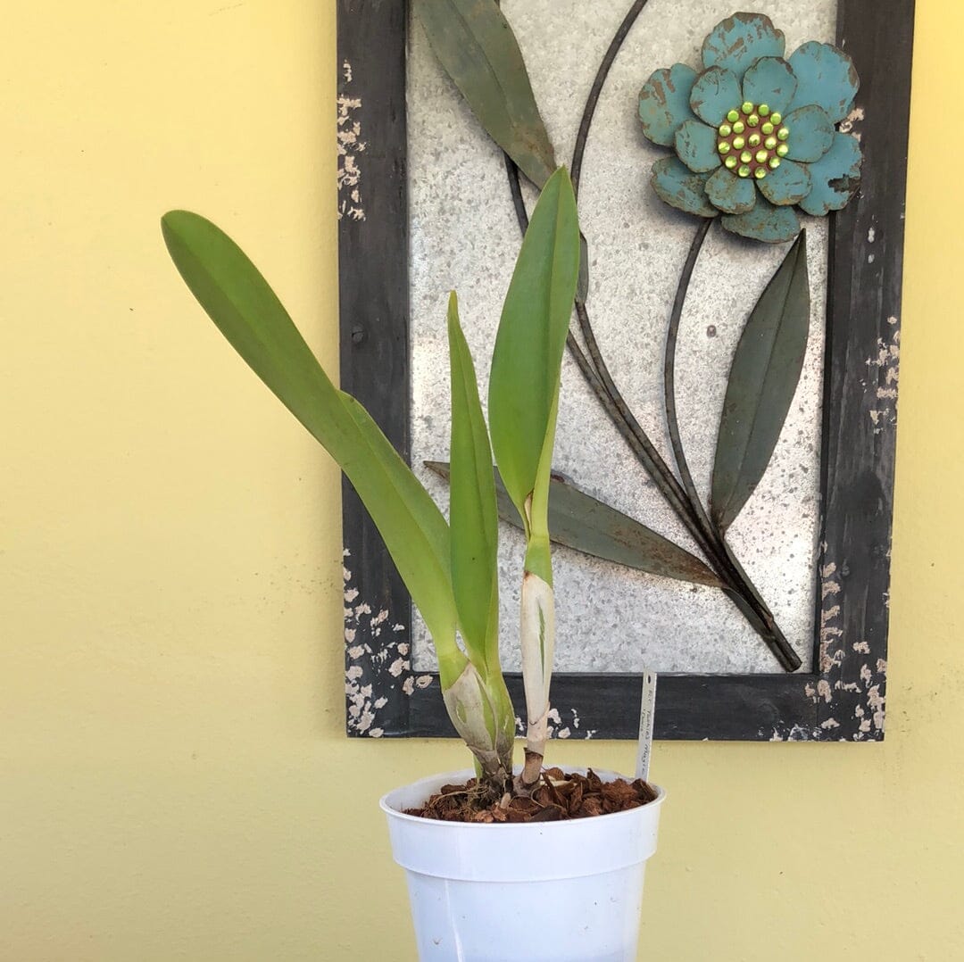 Cattleya Alliance - Blc. Toshi’s Magic ‘Doris’ Cattleya La Foresta Orchids 
