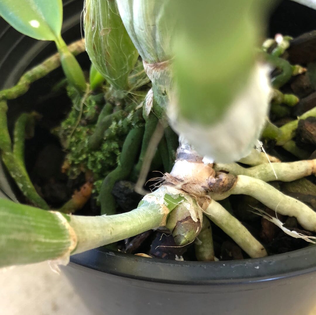 Cattleya Alliance - Blc. Volcano Clown 'Volcano Queen' Cattleya La Foresta Orchids