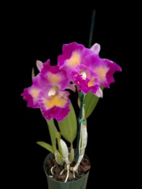 Cattleya Alliance - Blc. Volcano Clown 'Volcano Queen' Cattleya La Foresta Orchids