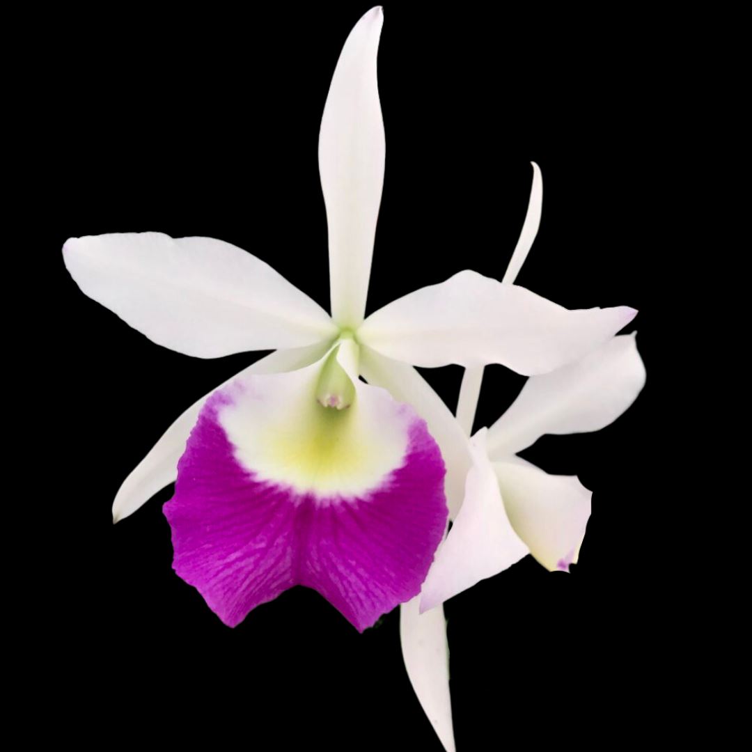 Cattleya Alliance: Brassolaeliocattleya Aiea Lorraine Cattleya La Foresta Orchids 