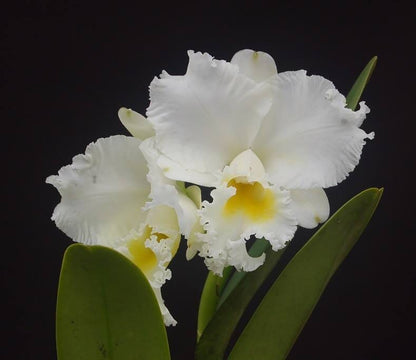 Cattleya Alliance - Cattleya Earl Imperialis x Mishima Pearl 'Blumen Insel' Cattleya La Foresta Orchids 