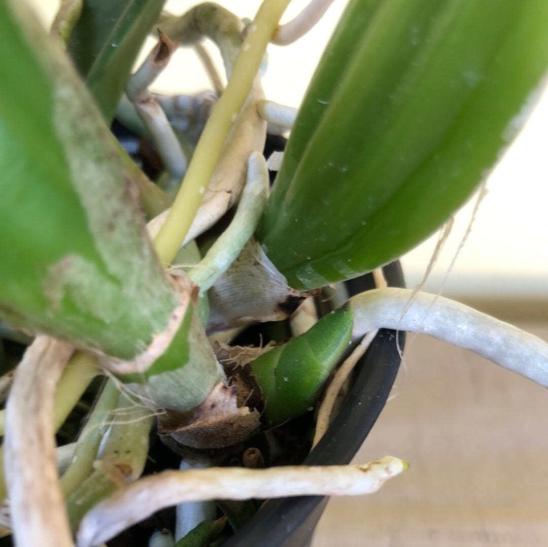 Cattleya Alliance - Cattleya Earl Imperialis x Mishima Pearl 'Blumen Insel' Cattleya La Foresta Orchids