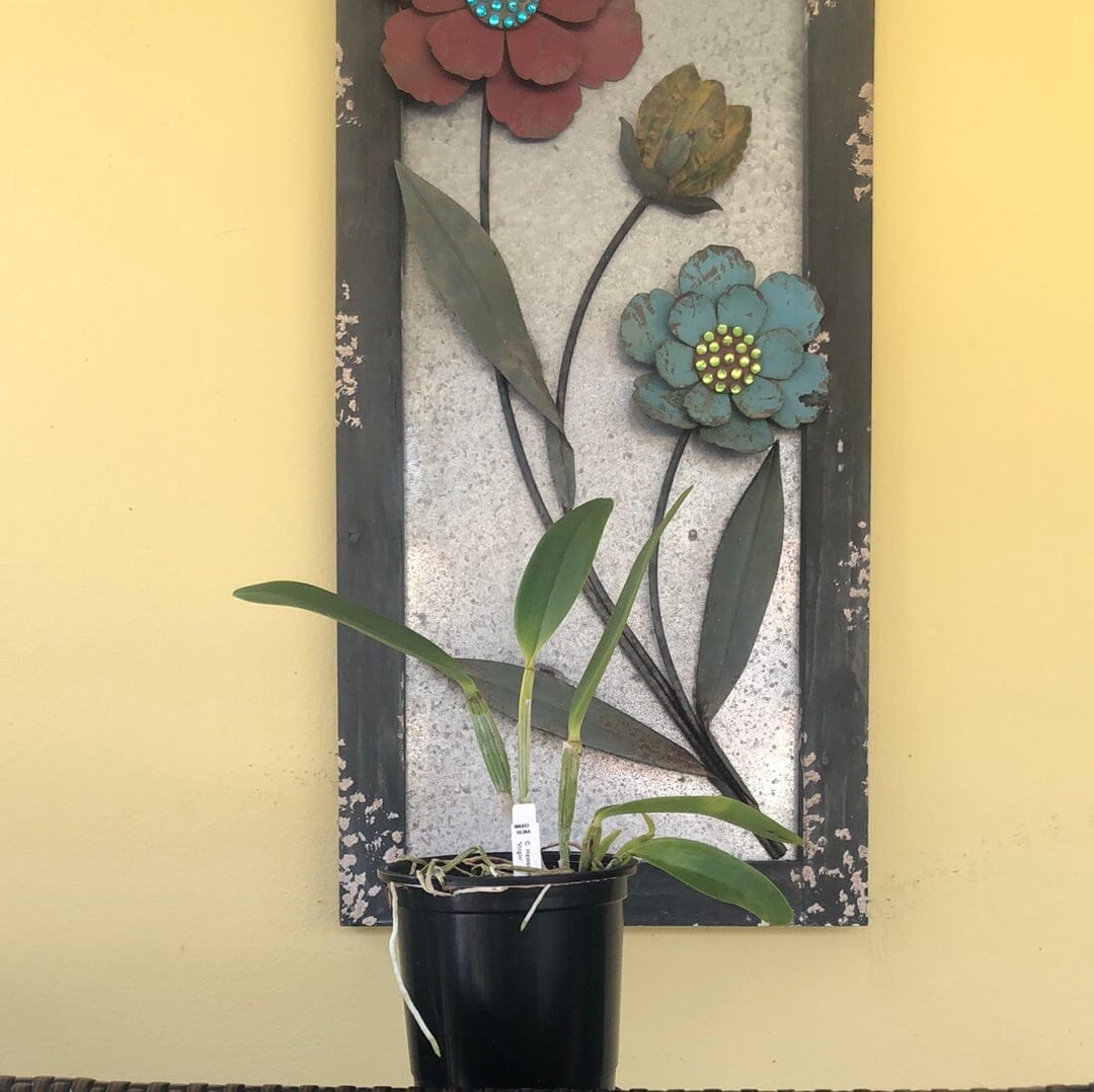 Cattleya Alliance - Cattleya Hawaiian Wedding Song 'Virgin' HCC/AOS Cattleya La Foresta Orchids