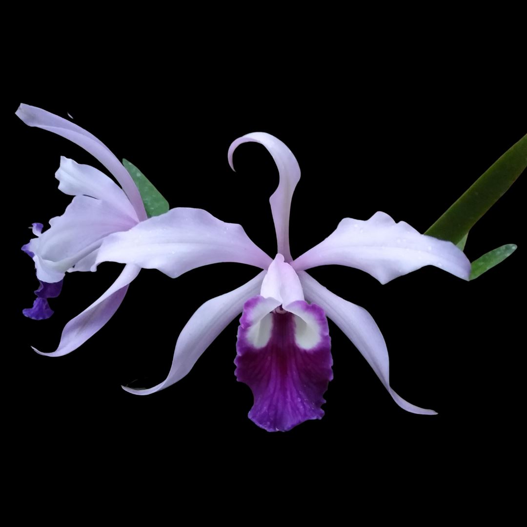 Cattleya Alliance - Cattleya Interglossa var. coerulea 'Purple Tower' BM/JOGA x Lc. Elegans var. coerulea 'Blue Keeper' Cattleya La Foresta Orchids 