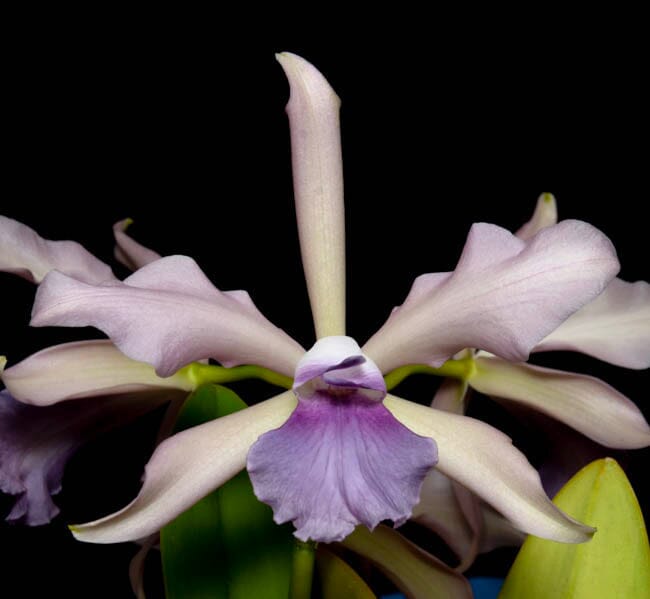 Cattleya Alliance - Cattleya Interglossa var. coerulea 'Purple Tower' BM/JOGA x Lc. Elegans var. coerulea 'Blue Keeper' Cattleya La Foresta Orchids 
