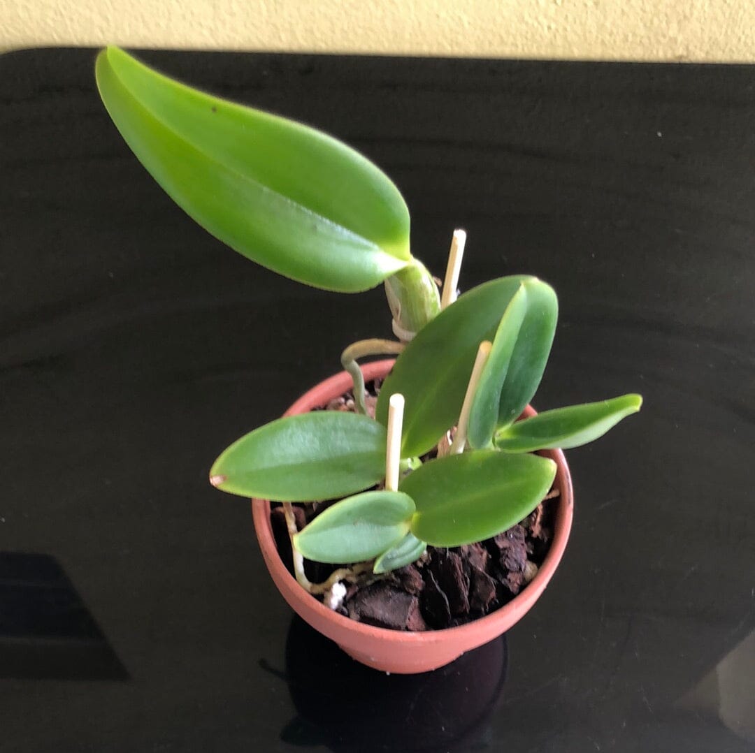 Cattleya Alliance - Cattleya Interglossa var. coerulea 'Purple Tower' BM/JOGA x Lc. Elegans var. coerulea 'Blue Keeper' Cattleya La Foresta Orchids