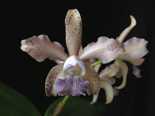 Cattleya Alliance - Cattleya Leoloddiglossa var. coerulea 'Exotic Orchids 4N' Cattleya La Foresta Orchids 