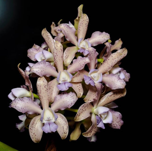Cattleya Alliance - Cattleya Leoloddiglossa var. coerulea 'Exotic Orchids 4N' Cattleya La Foresta Orchids