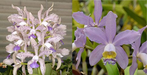 Cattleya Alliance - Cattleya Leoloddiglossa var. coerulea 'Speckled Blue' FCC/AOS x Cattleya Pittiae var. coerulea 'Blue Spots' Cattleya La Foresta Orchids 