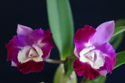 Cattleya Alliance: Cattleya Mari's Love 'Taka' Cattleya La Foresta Orchids 