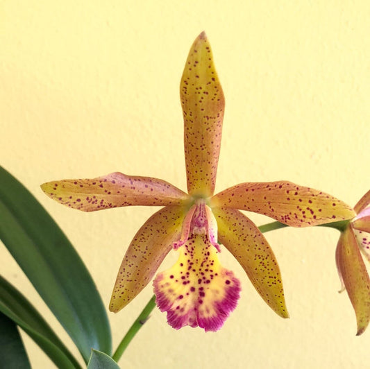 Cattleya Alliance - Cattleya Richard Muller x Cattleya Mark Jones Cattleya La Foresta Orchids