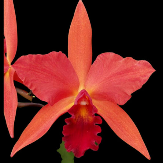 Cattleya Alliance: Cattlianthe Spring Fires Cattleya La Foresta Orchids 