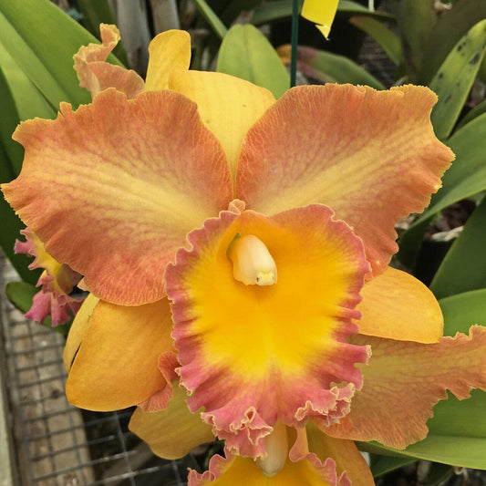 Cattleya Alliance - Curtis Oda 'Volcano Queen' Cattleya La Foresta Orchids