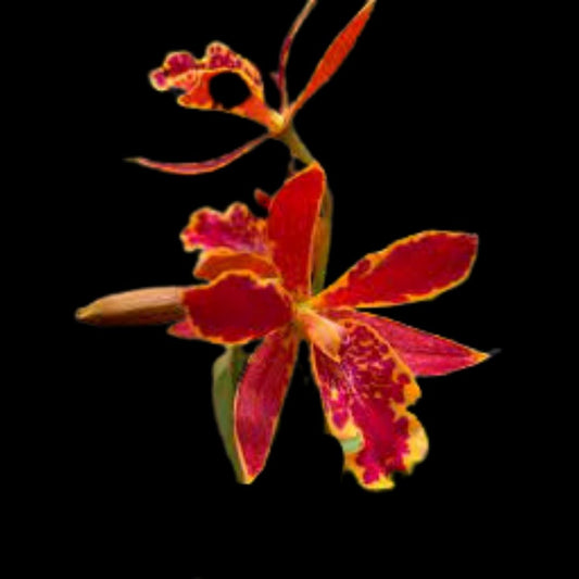 Cattleya Alliance: Epilaeliocattleya Volcano Trick 'Red Lava' Cattleya La Foresta Orchids 