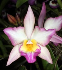 Cattleya Alliance - Jackfowlieara Appleblossom 'NN' - Yellow Cattleya La Foresta Orchids