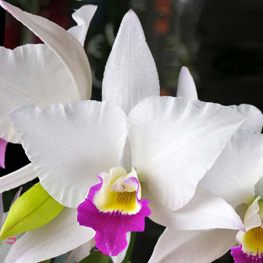 Cattleya Alliance - Laeliocatarthron Village Chief Parfum Cattleya La Foresta Orchids