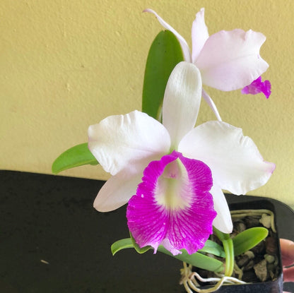 Cattleya Alliance: Lc. Aiea Lorraine 'Paradise' - In BLOOM! Cattleya La Foresta Orchids 