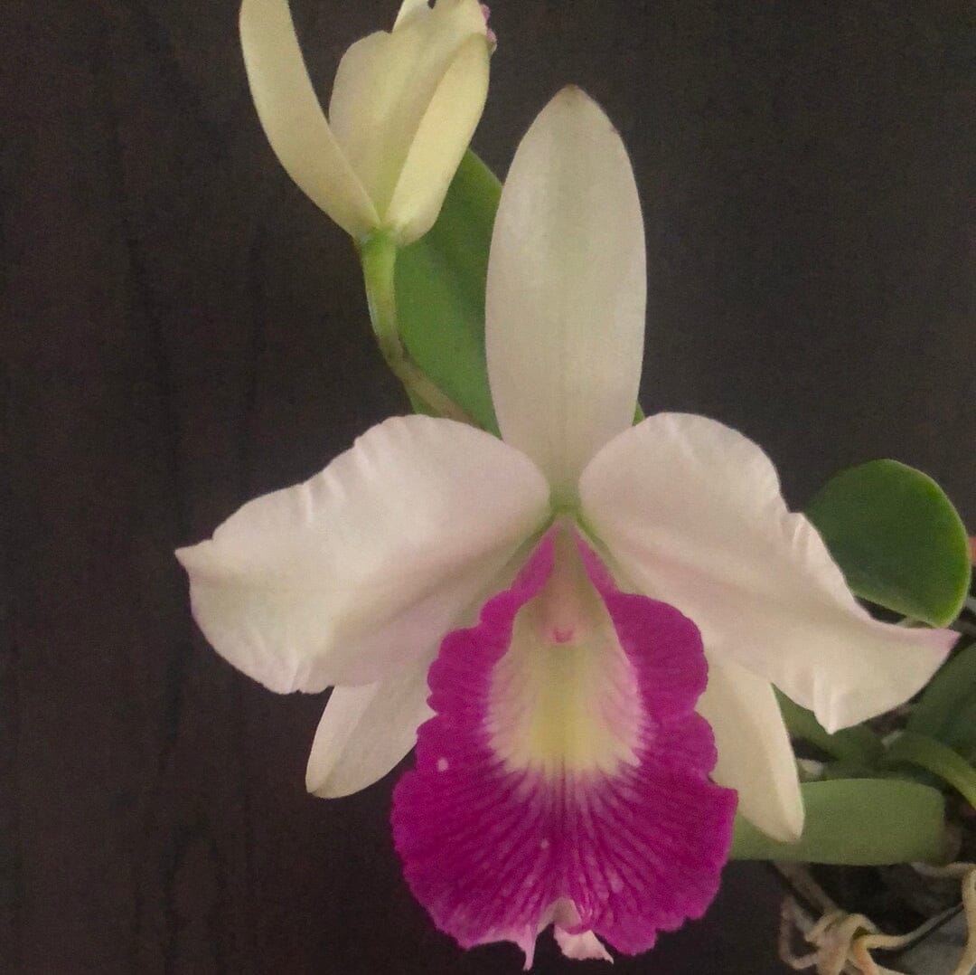 Cattleya Alliance: Lc. Aiea Lorraine 'Paradise' - In BUD! Cattleya La Foresta Orchids 