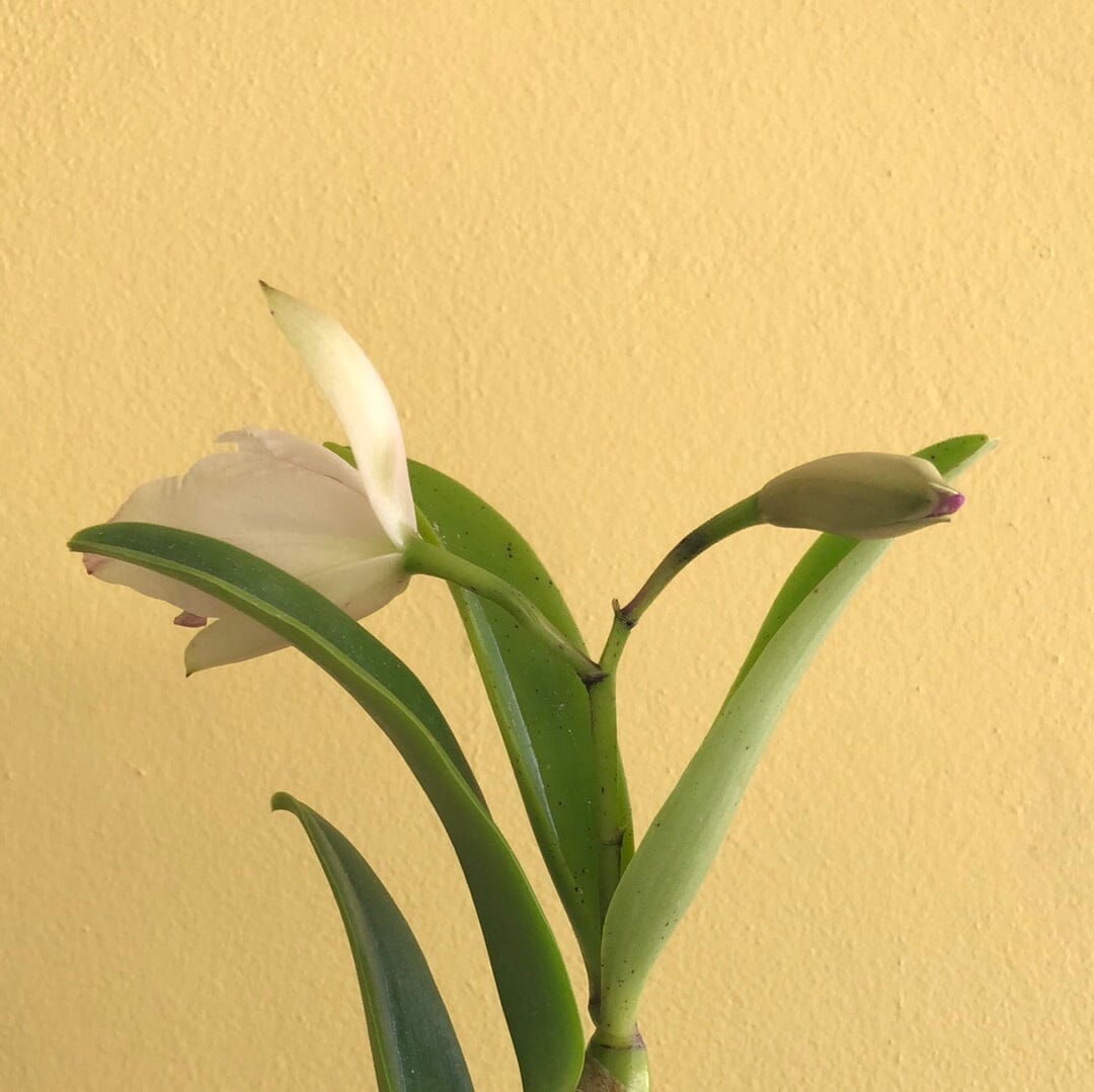Cattleya Alliance: Lc. Aiea Lorraine 'Paradise' - In BUD! Cattleya La Foresta Orchids 