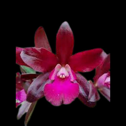 Cattleya Alliance - Lc. Sagarik Wax 'African Beauty' AM/AOS x Blc. Cherry Suisse ‘Kauai' HCC/AOS Cattleya La Foresta Orchids 