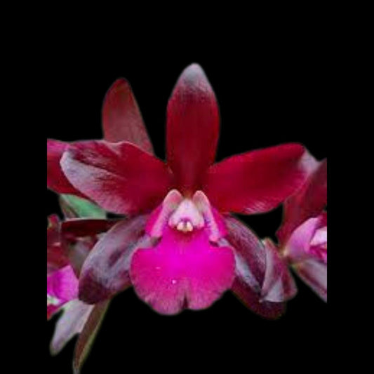 Cattleya Alliance - Lc. Sagarik Wax 'African Beauty' AM/AOS x Blc. Cherry Suisse ‘Kauai' HCC/AOS Cattleya La Foresta Orchids