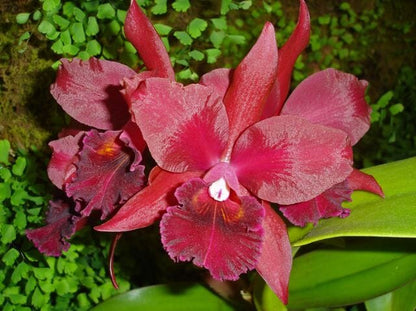 Cattleya Alliance - Lc. Sagarik Wax 'African Beauty' AM/AOS x Blc. Cherry Suisse ‘Kauai' HCC/AOS Cattleya La Foresta Orchids 