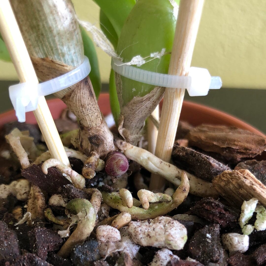 Cattleya Alliance - Lc. Sagarik Wax 'African Beauty' AM/AOS x Blc. Cherry Suisse ‘Kauai' HCC/AOS Cattleya La Foresta Orchids