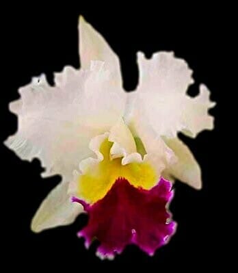 Cattleya Alliance: Lc. Taida Swan 'Polar Bear' Cattleya La Foresta Orchids