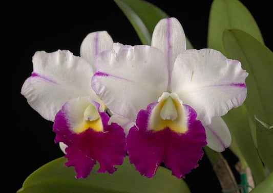 Cattleya Alliance - Memoria Anna Balmores Cattleya La Foresta Orchids