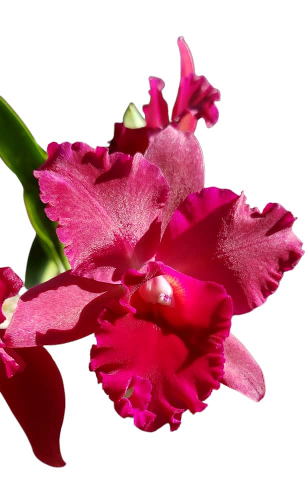 Cattleya Alliance - Potinara Pop City Cattleya La Foresta Orchids 