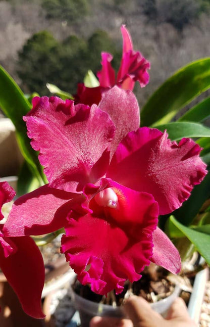 Cattleya Alliance - Potinara Pop City Cattleya La Foresta Orchids 