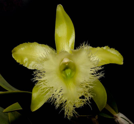 Cattleya Alliance: Rhyncholaelia digbyana var. alba 'Mrs. Chase' 4N Cattleya La Foresta Orchids 