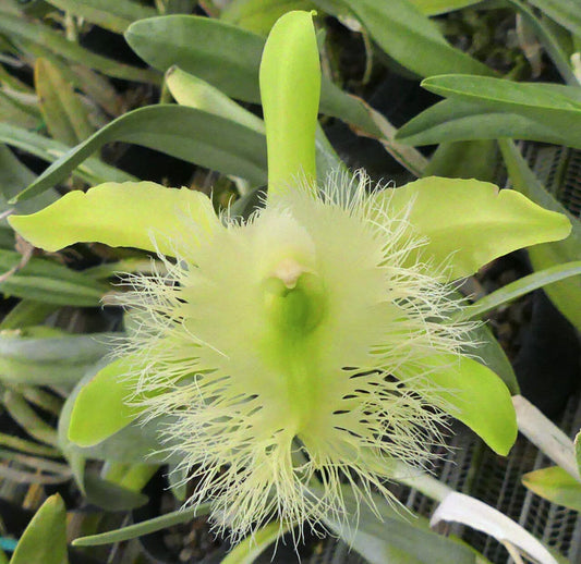 Cattleya Alliance: Rhyncholaelia digbyana var. alba 'Mrs. Chase' 4N Cattleya La Foresta Orchids