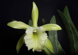 Cattleya Alliance: Rhyncholaelia digbyana x Rhyncholaelia glauca Cattleya La Foresta Orchids