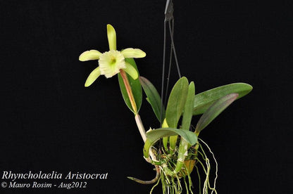 Cattleya Alliance: Rhyncholaelia digbyana x Rhyncholaelia glauca Cattleya La Foresta Orchids 